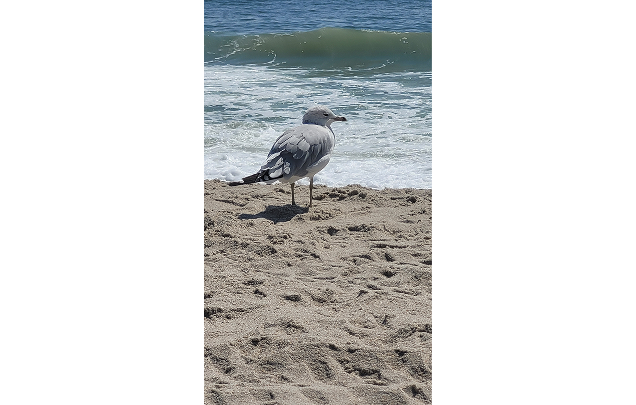 Image for A day at the beach is ALWAYS restorative. (Mental/Emotional)